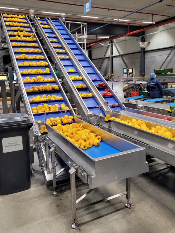 Opvoertransporteurs voor paprika's